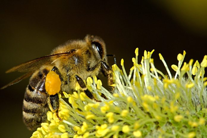 Abeja