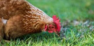 Desarrollo Sostenible autoriza una explotación avícola de 38.000 gallinas camperas en Landete