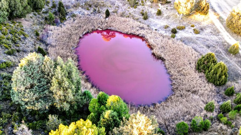 La laguna de Cañada del Hoyo vuelve a teñirse de rosa - Voces de Cuenca