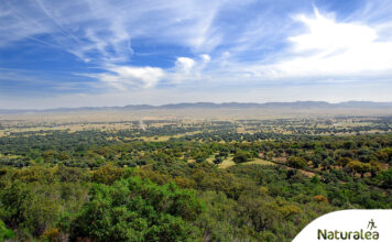 Valle de Alcudia y Sierra Madrona, riqueza medioambiental y cultural en estado puro con certificación Starlight