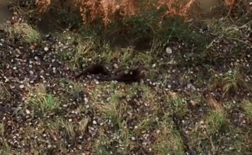 Una pareja de nutrias, de paseo por San Antón (VIDEO)