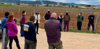 El PP solicita al Gobierno regional «ayudas transitorias para el sector del vino al ser excluido de los fondos europeos»
