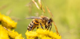 Abeja polinizando una flor