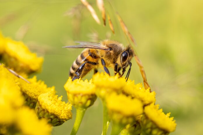 Abeja polinizando una flor