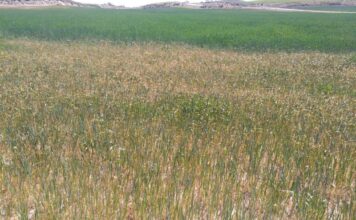 Las ayudas a la sequía del Gobierno regional llegan a 55 municipios de Cuenca