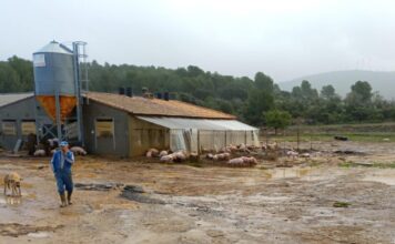 Una «tormenta histórica» hunde una nave de cerdos y varios puentes en Talayuelas