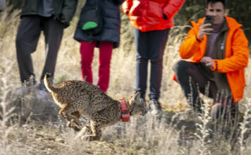 Chequeo a la reintroducción del lince ibérico en Cuenca: ejemplares, hábitat y futuro