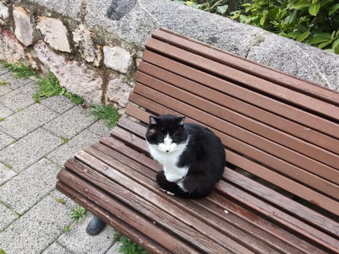 Gato callejero Huécar