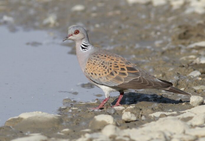 Hrdlička poľná (Streptopelia turtur)_a
