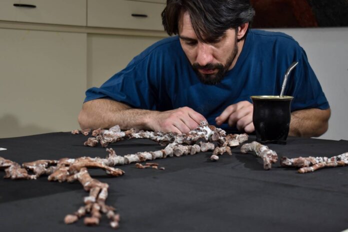Según el paleontólogo argentino Martín Hechenleitner, este dinosaurio es el primero en su linaje en mostrar una extensión importante en sus vértebras cervicales combinada con un mayor tamaño corporal. / CRILAR Según el paleontólogo argentino Martín Hechenleitner, este dinosaurio es el primero en su linaje en mostrar una extensión importante en sus vértebras cervicales combinada con un mayor tamaño corporal. / CRILAR