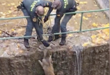 La Guardia Civil rescata a un corzo atrapado en el canal de la laguna de Uña (VÍDEO)