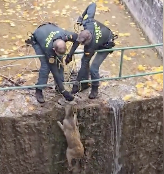 RESCATE CORZO UÑA