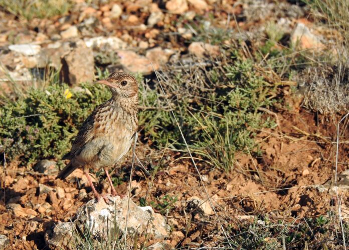 Alondra ricotí. Foto: Adrian-Barrero