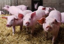 España y China firman un protocolo que facilita las exportaciones del sector porcino