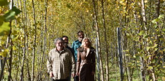 La Junta impulsa un proyecto para recuperar los olmos en los pueblos de Cuenca