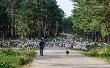Un estudio analizará modelos de negocio en las fincas forestales de Cuenca