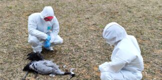 Detectadas 34 muertes de aves silvestres por gripe aviar en Cuenca: se prevén más casos las próximas semanas