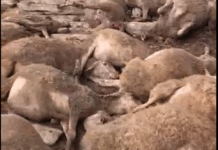 Un pastor de Almodóvar del Pinar denuncia la muerte de 120 de sus ovejas en un ataque de perros