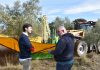 Los productores de aceite de La Alcarria esperan que no lleguen heladas fuertes y así mantener una calidad «muy alta»