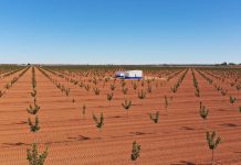 El futbolista Fausto Tienza impulsa un proyecto de 4,2 millones de cultivo de pistachos en Cuenca y Guadalajara