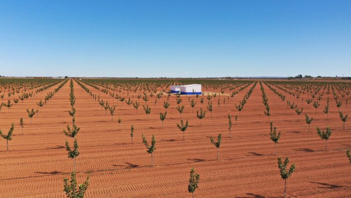 4,2 millones de euros para la cuarta plantación de pistachos de Faenza Capital en Castilla La Mancha