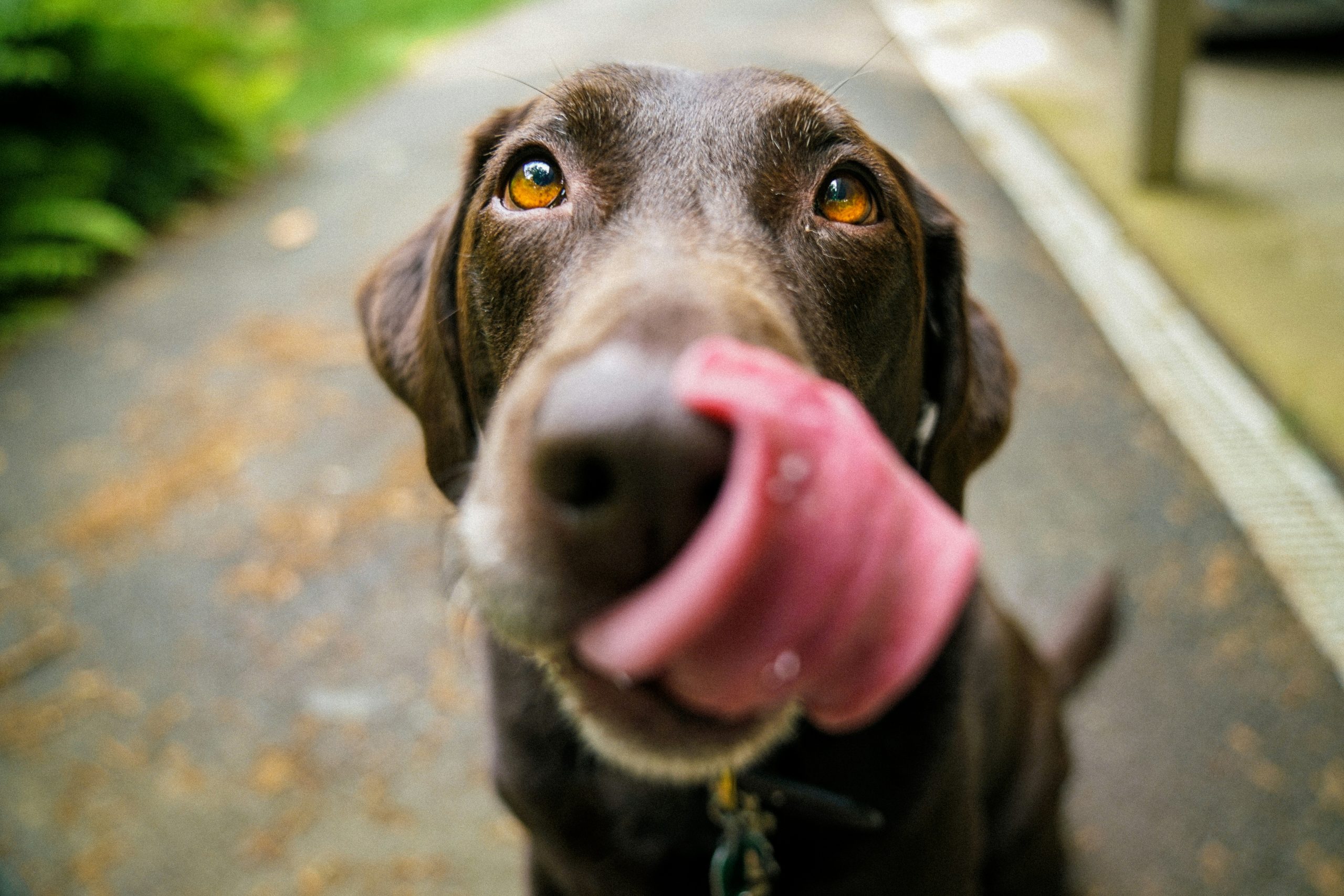 Una víctima en Cuenca de una pareja que estafaba con anuncios de ventas de perros por Internet Perro