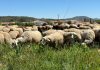 Disminuye la incidencia de la lengua azul en Castilla-La Mancha