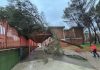 Bomberos y Policía Local intervienen tras la caída de un árbol en el CEIP San Fernando