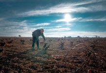 Tiempos de poda en el viñedo en la Denominación de Origen La Mancha