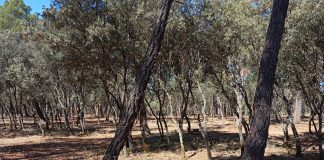 Almodóvar del Pinar refuerza el mantenimiento de monte público con tratamientos selvícolas