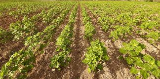 Los agricultores de Cuenca exigen «urgentemente» la resolución de la ayuda agroambiental del girasol