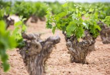 El viñedo desciende en la DO La Mancha, aunque mantiene su liderazgo y diversidad