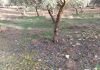 Agroseguro cifra en 150.000 euros las compensaciones para los agricultores de Cuenca por los temporales