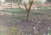 Agroseguro cifra en 150.000 euros las compensaciones para los agricultores de Cuenca por los temporales