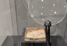 Imágenes del fósil del cráneo del ave Gorgonavis alcyone