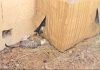 Bonamiko denuncia el envenenamiento de ocho gatos que vivían en una colonia autorizada en Cuenca