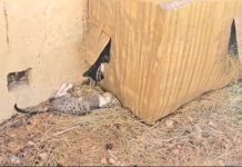 Bonamiko denuncia el envenenamiento de ocho gatos que vivían en una colonia autorizada en Cuenca