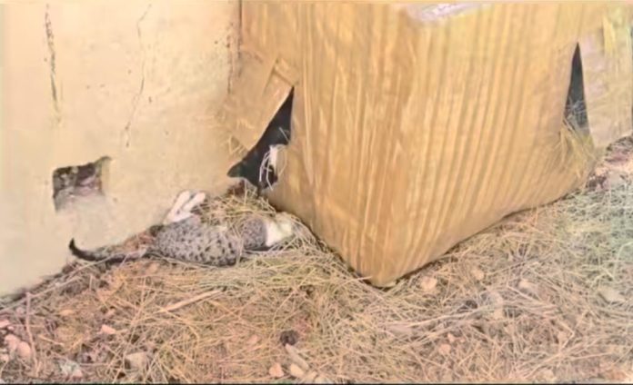 Bonamilko denuncia el asesisntao de ocho gatos
