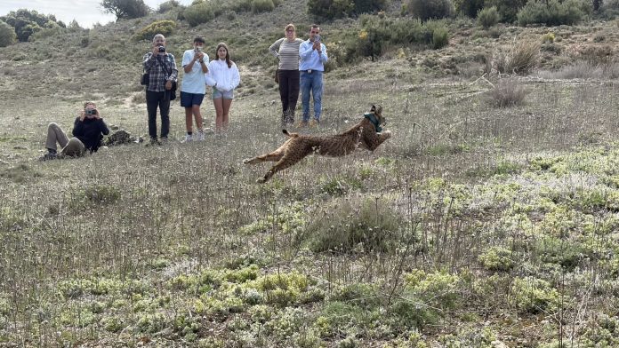 Liberación lince ibérico. FOTO: JCCM