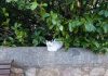 Cuenca en Marcha pide una línea de subvención municipal para alimento básico para los gatos