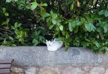 Cuenca en Marcha pide una línea de subvención municipal para alimento básico para los gatos