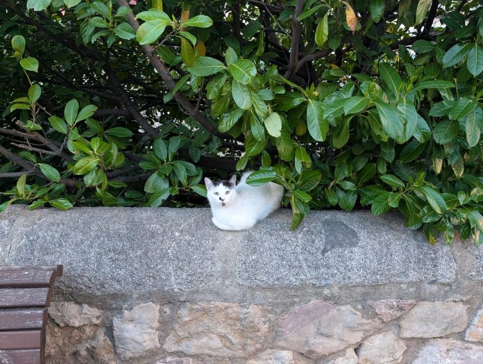 Gato Huécar