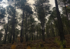 Trabajos selvícolas para crear un área de cortafuegos en el paraje ‘Las Canteruelas’ de Jábaga
