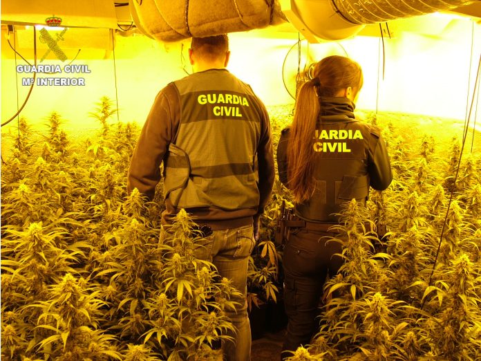 PLANTACION_FRAUS_5_GC