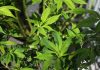 Juicio a los presuntos integrantes de una red de plantaciones de marihuana en casas de pueblos de Cuenca