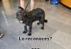 La Policía Local de Cuenca busca a los dueños de estas dos mascotas sin microchip