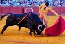 Domingo Hernández, Montalvo y la conquense Pedro Mota, entre las ganaderías que se lidiarán en San Julián