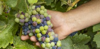 Recta final para el comienzo de la vendimia: el envero se perfila en las variedades de Cuenca