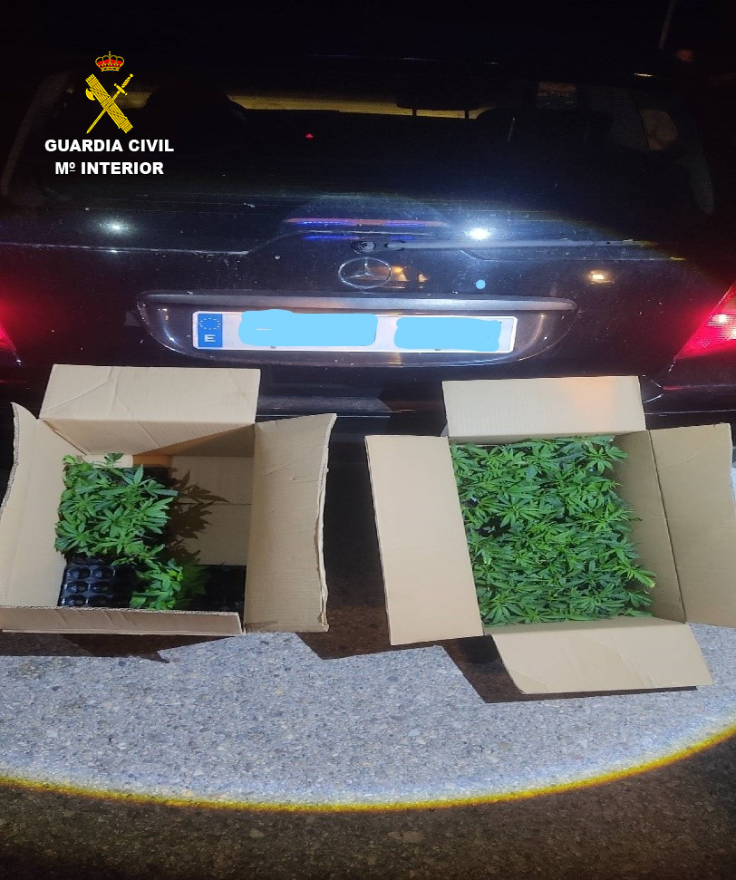 La Guardia Civil detiene a una persona con 133 plantas de marihuana en la A-3, a la altura de Huete