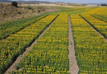 La campaña de ensayos de girasol del IRIAF llega a parcelas de Arcas, Valparaíso de Abajo y Albaladejito